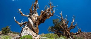 Ancient Bristlecone Pines Face Uphill Battle Against Warming