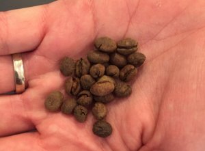 Biotech Startup Ferments Coffee to Mimic Kopi Luwak Flavor
