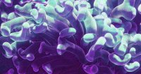 400-Year-Old Coral Discovered in Great Barrier Reef Offers Climate Hope